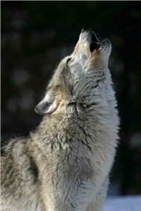 Wolf Howling